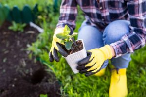 Recomendaciones para el Cuidado de las Plantas en Abril